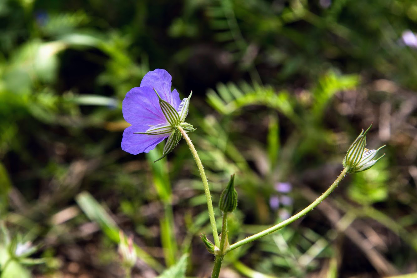 Изображение особи род Erodium.