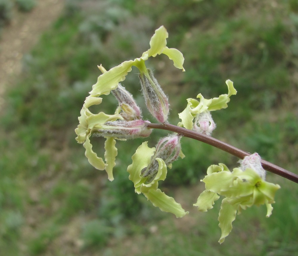 Image of Matthiola daghestanica specimen.