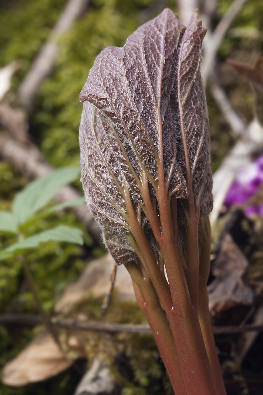 Image of Paeonia wittmanniana specimen.