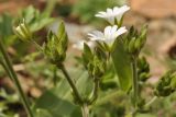 Cerastium fischerianum