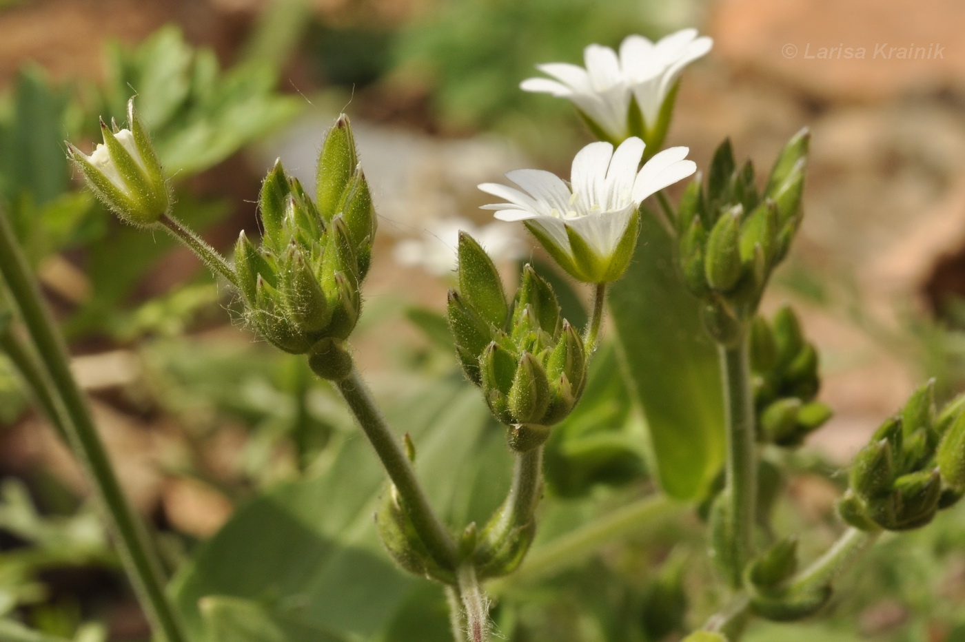 Изображение особи Cerastium fischerianum.