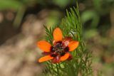 Adonis parviflora