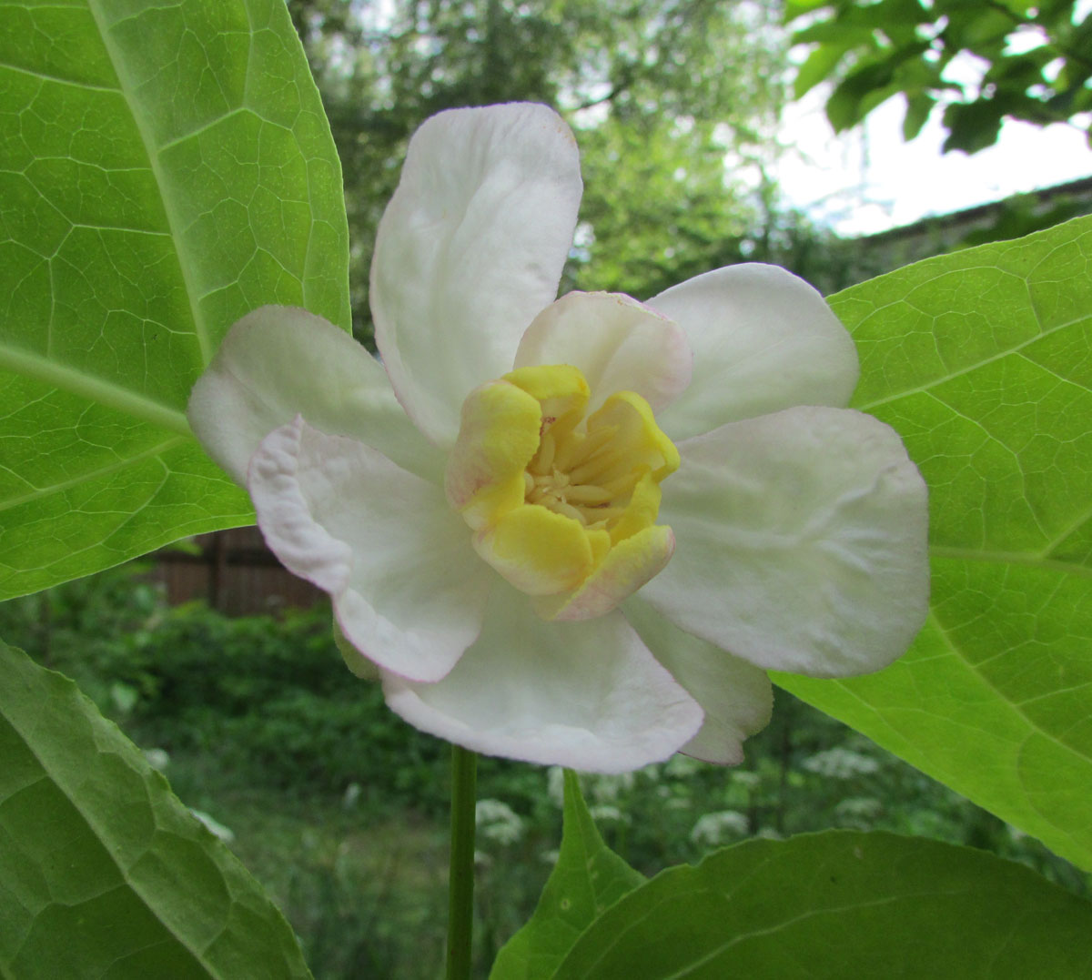 Image of Calycanthus chinensis specimen.