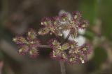 Torilis arvensis