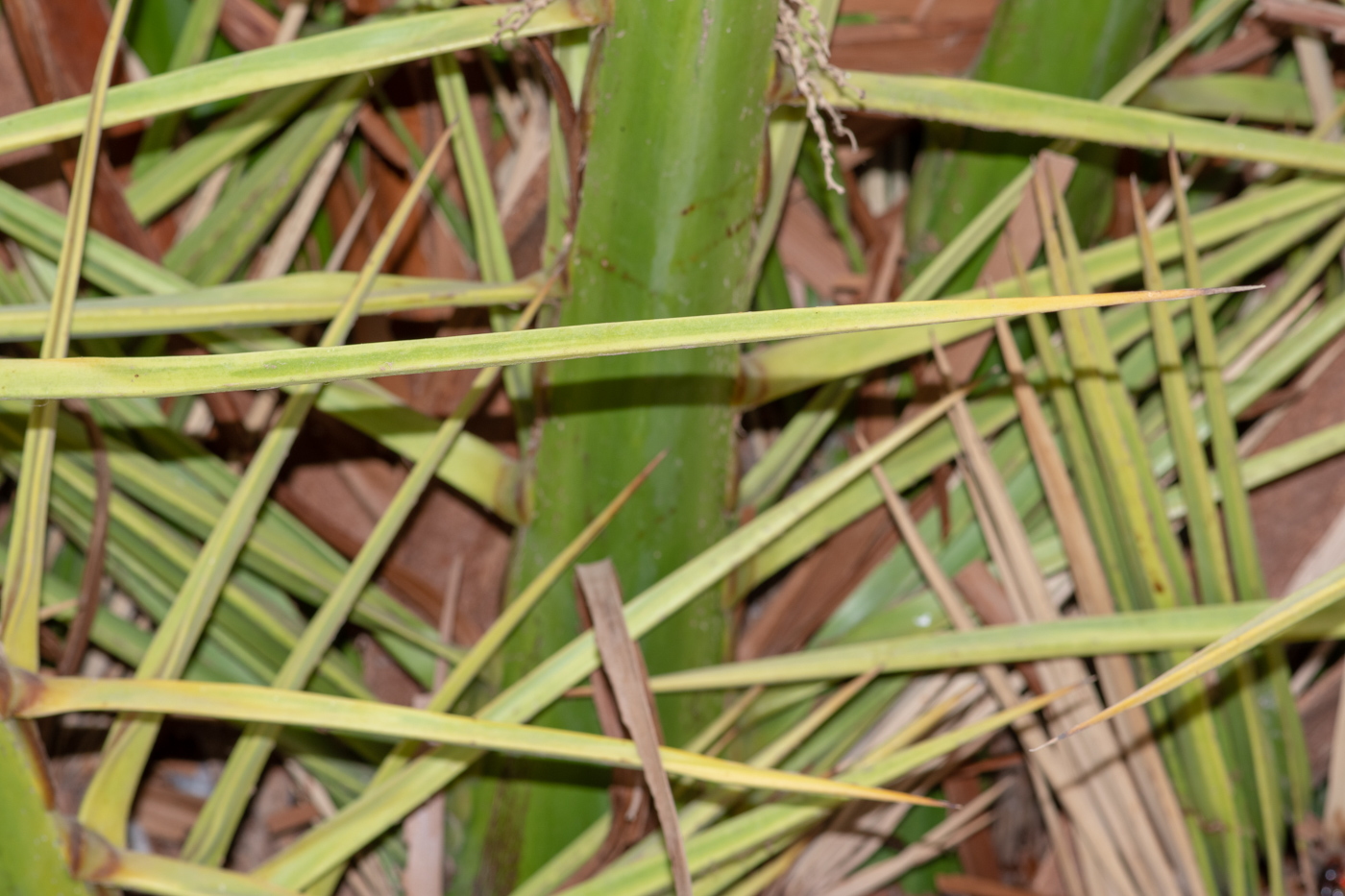 Изображение особи Phoenix canariensis.