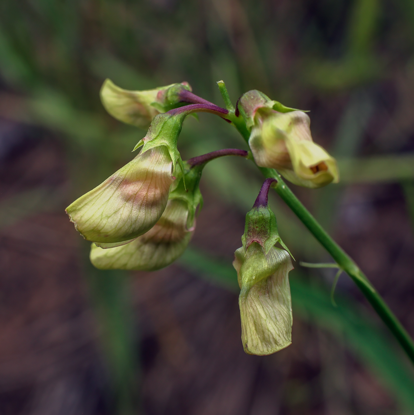 Изображение особи Lathyrus sylvestris.