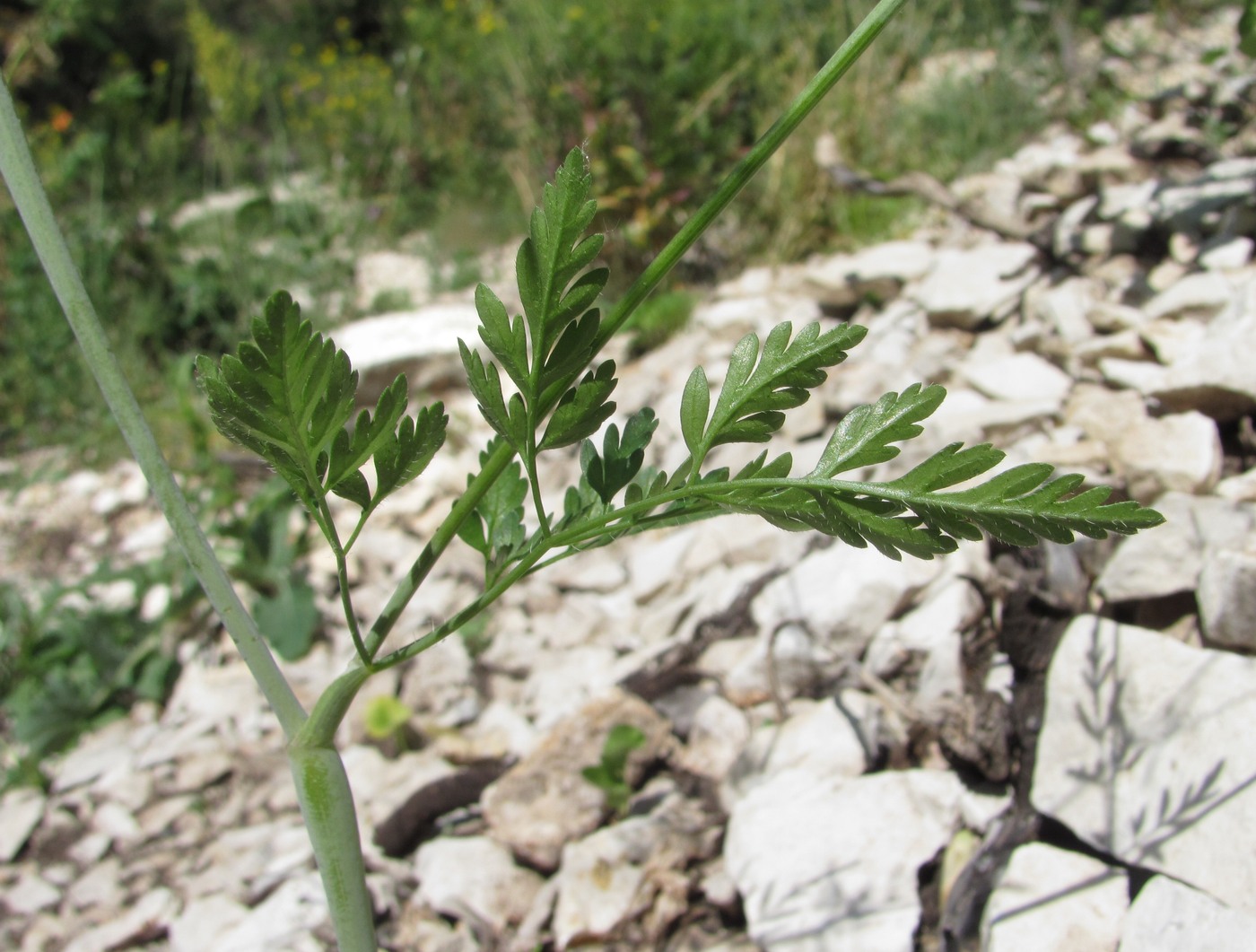 Изображение особи род Chaerophyllum.