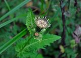 Cirsium oleraceum. Верхушка побега с распустившимся и нераспустившимся соцветиями. Тверская обл., Конаковский р-н, побережье Иваньковского водохранилища, заросли кустарников у воды. 25.08.2019.