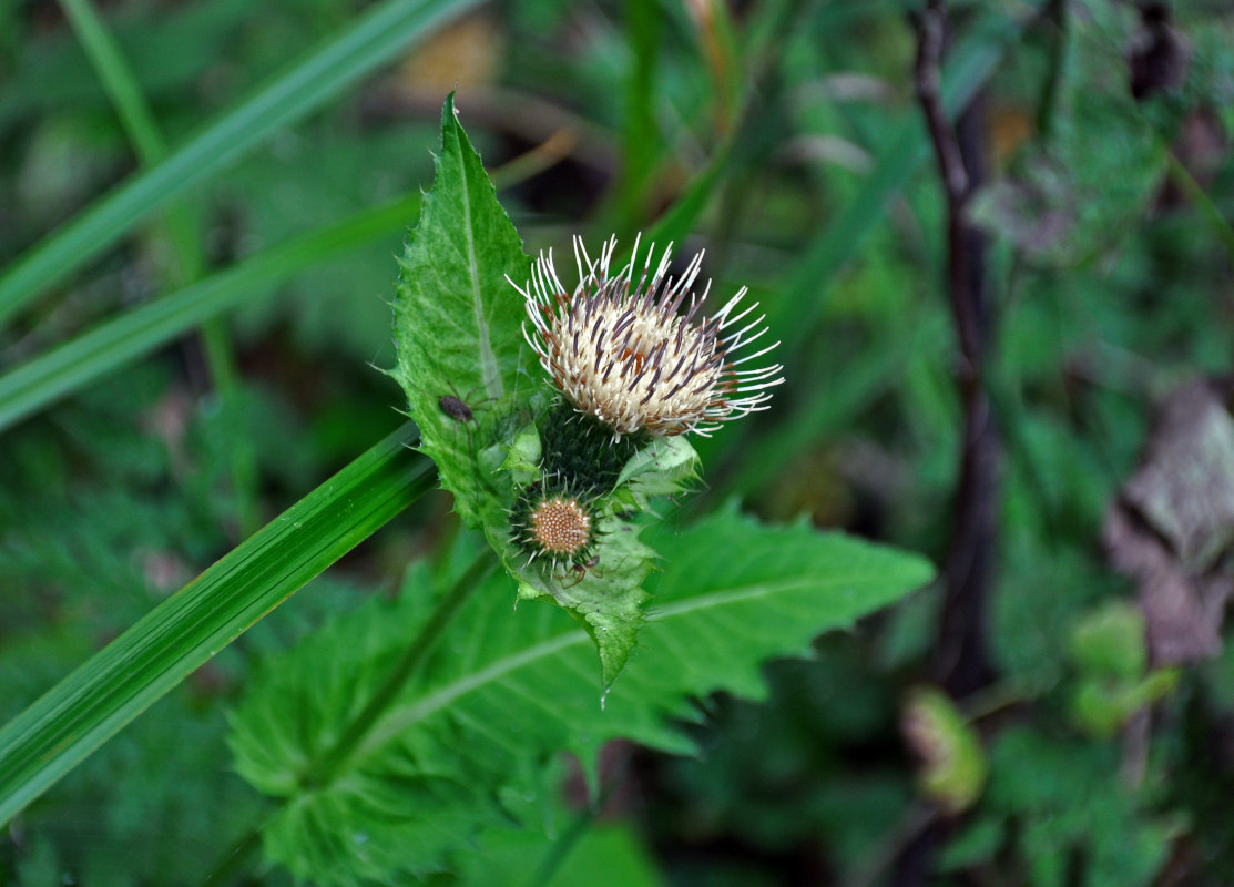 Изображение особи Cirsium oleraceum.