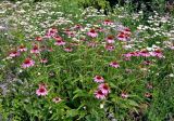 Echinacea purpurea. Верхушки цветущих растений. Челябинск, Ботанический сад ЧелГУ, в культуре. 01.08.2019.