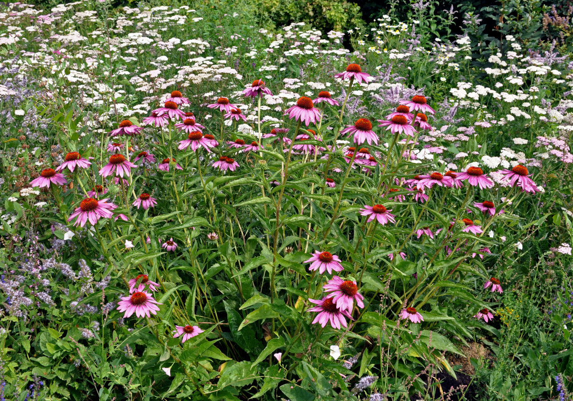 Изображение особи Echinacea purpurea.