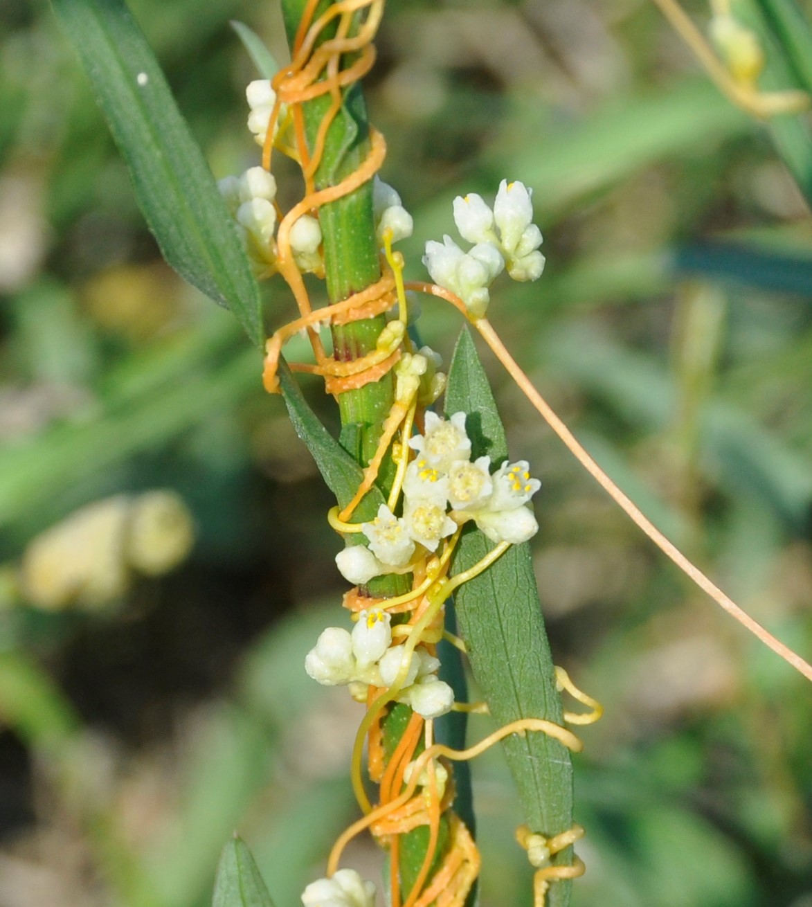 Image of Cuscuta campestris specimen.