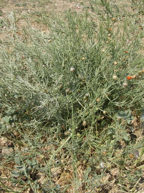 Image of genus Asparagus specimen.