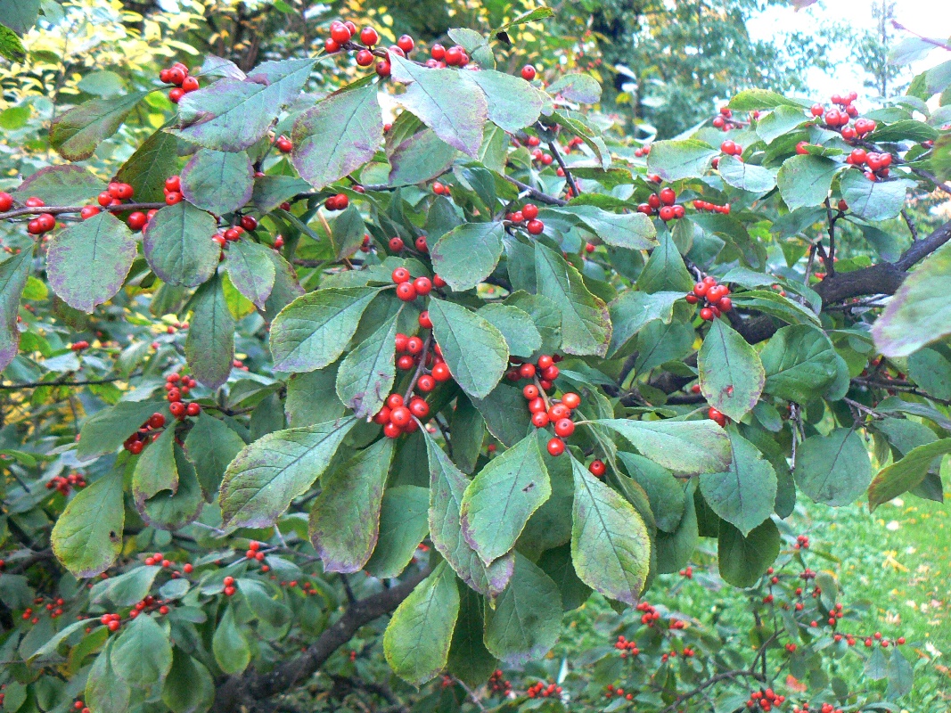 Image of Ilex verticillata specimen.