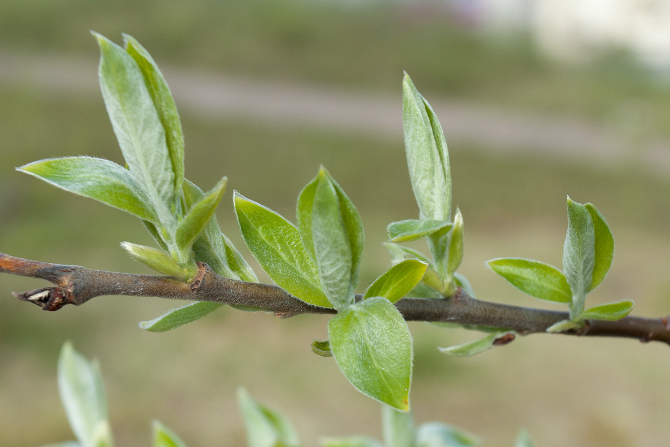 Image of Salix caprea specimen.