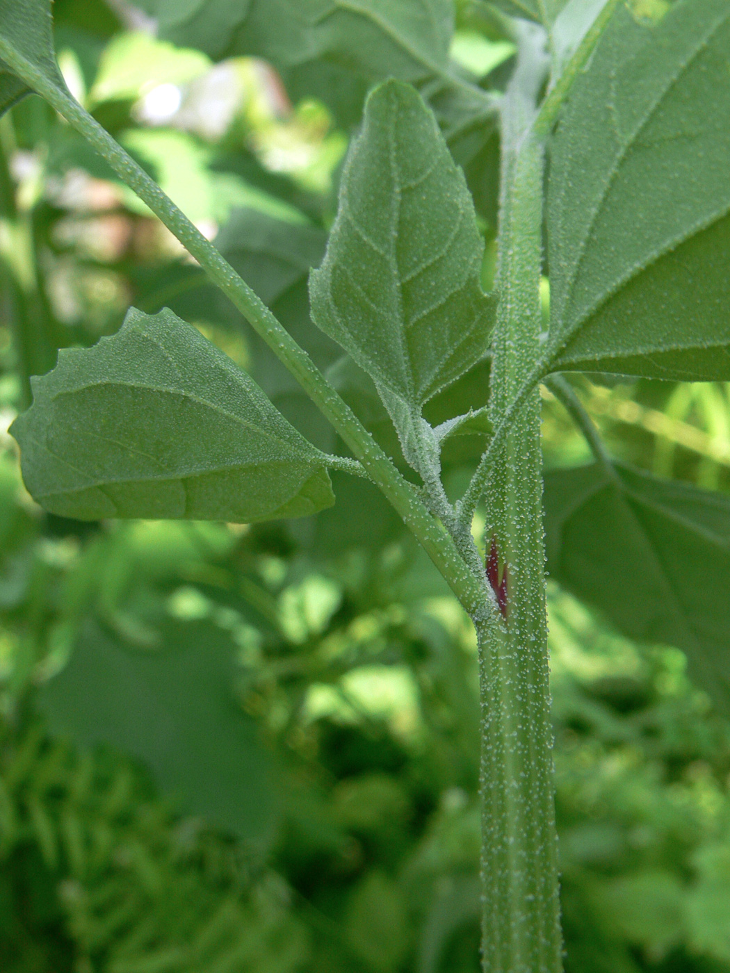 Изображение особи Chenopodium album.