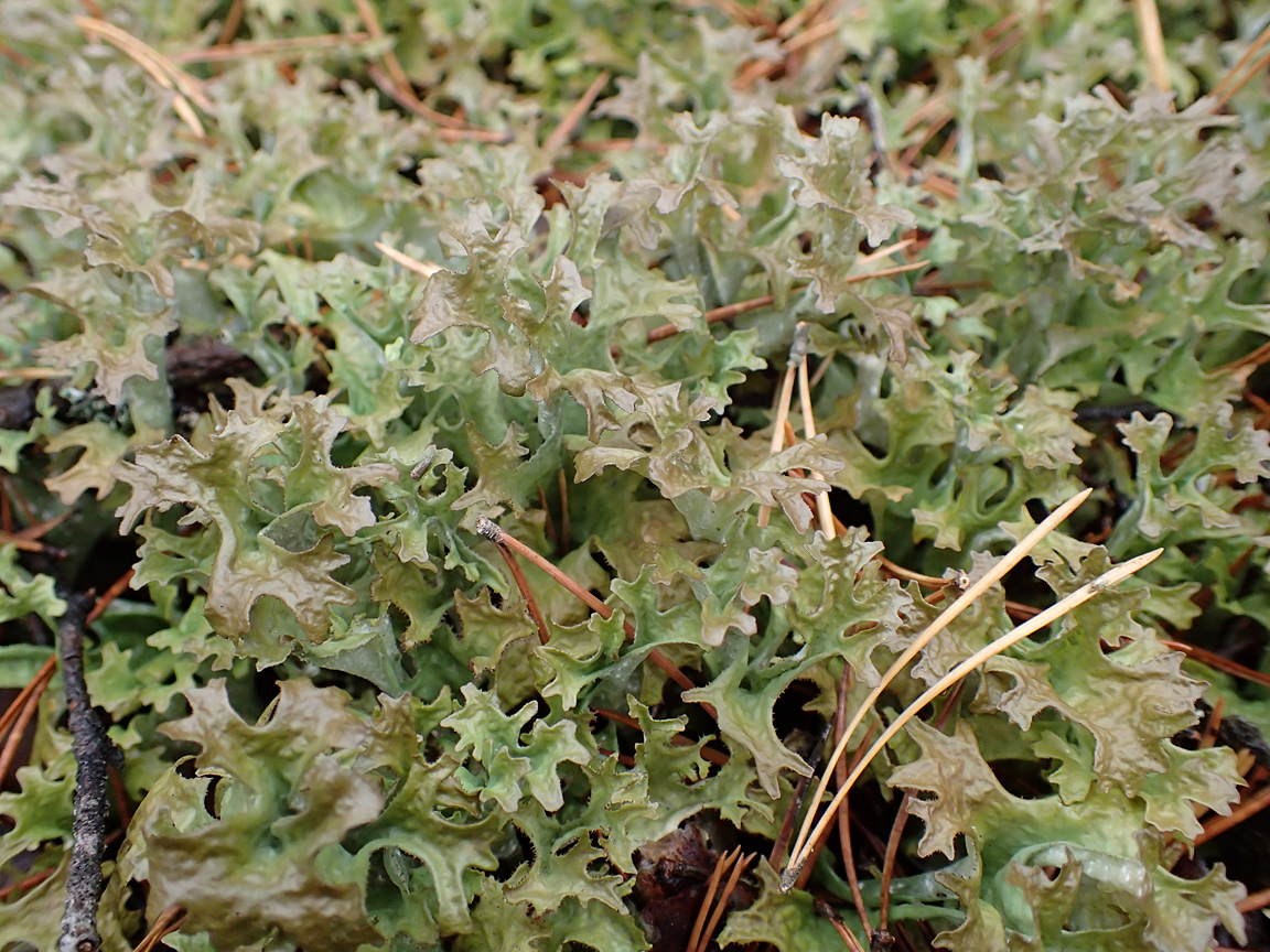 Image of Cetraria islandica specimen.