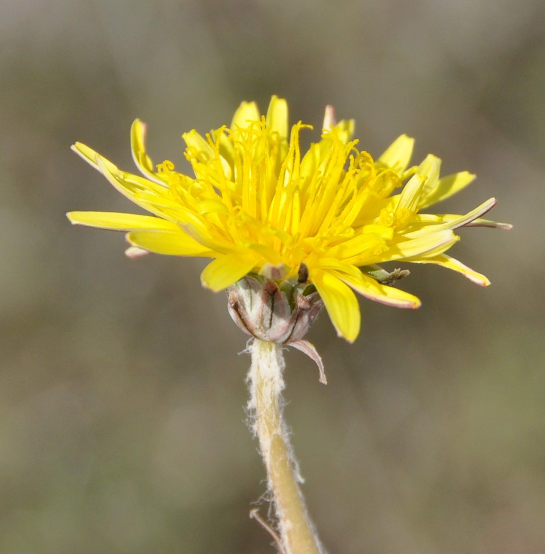 Image of Taraxacum hellenicum specimen.