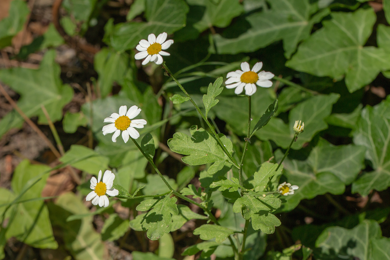 Изображение особи Pyrethrum parthenifolium.