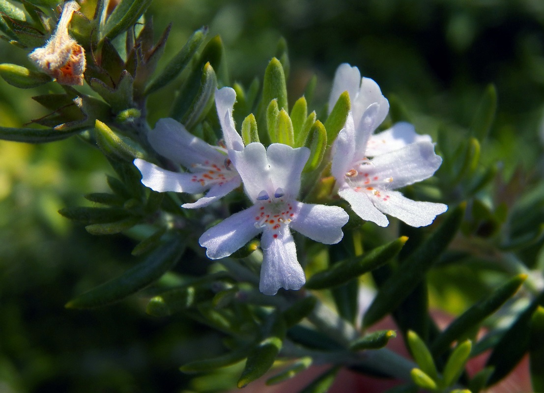 Image of Westringia fruticosa specimen.