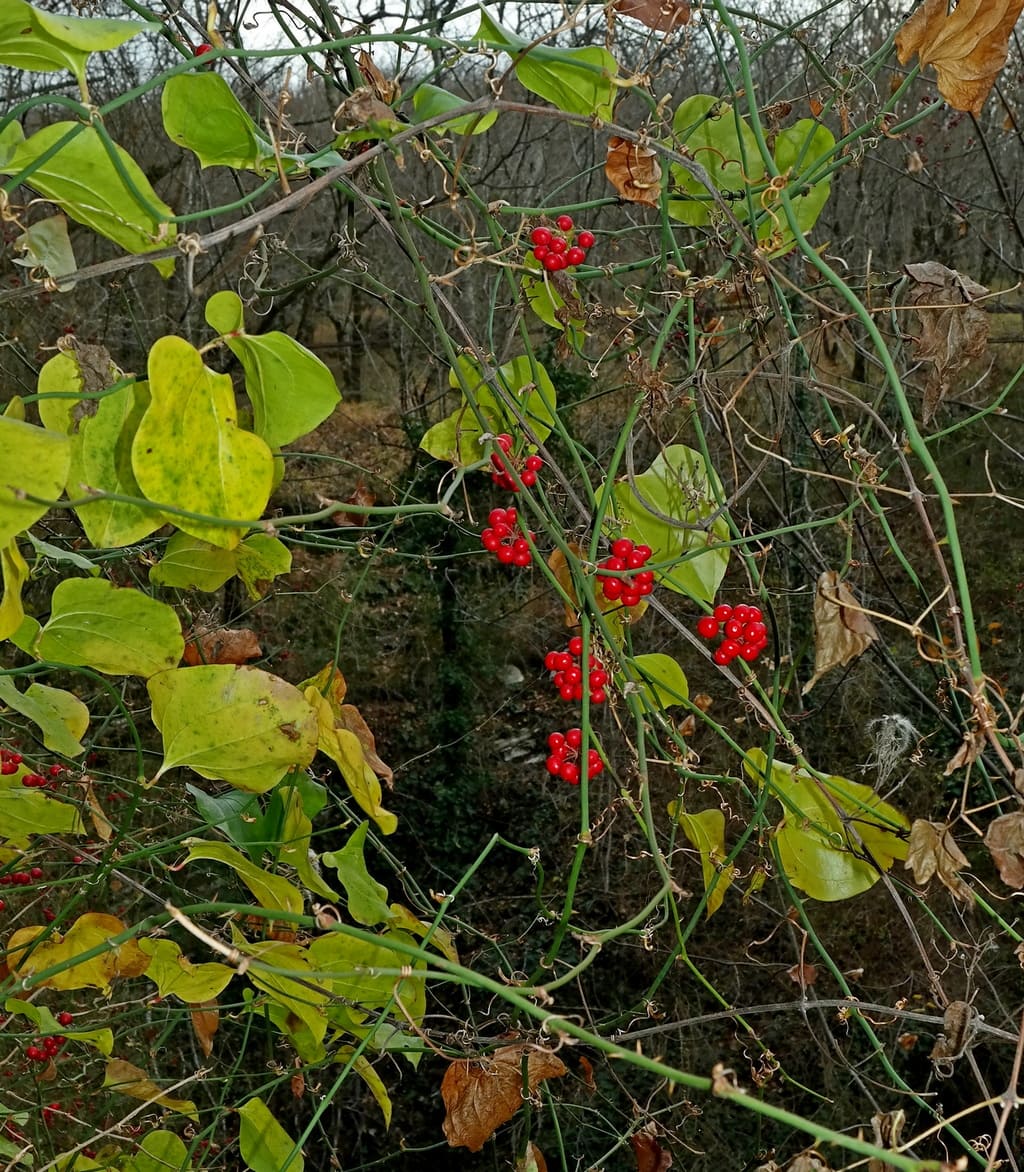 Image of Smilax excelsa specimen.