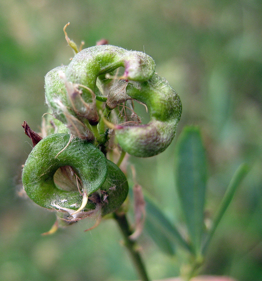 Изображение особи Medicago × varia.
