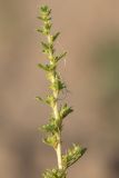 Amaranthus albus. Верхушка цветущего растения. Ростовская обл., Азовский р-н, окр. пос. Беловодье, пески. 02.08.2015.