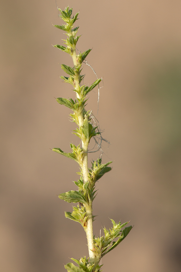 Image of Amaranthus albus specimen.