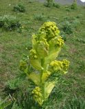 Ferula kuhistanica