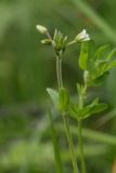 Cerastium holosteoides. Верхушка зацветающего побега. Костромская обл., Судиславский р-н, окр. дер. Антипино, обочина полевой дороги. 25.06.2017.