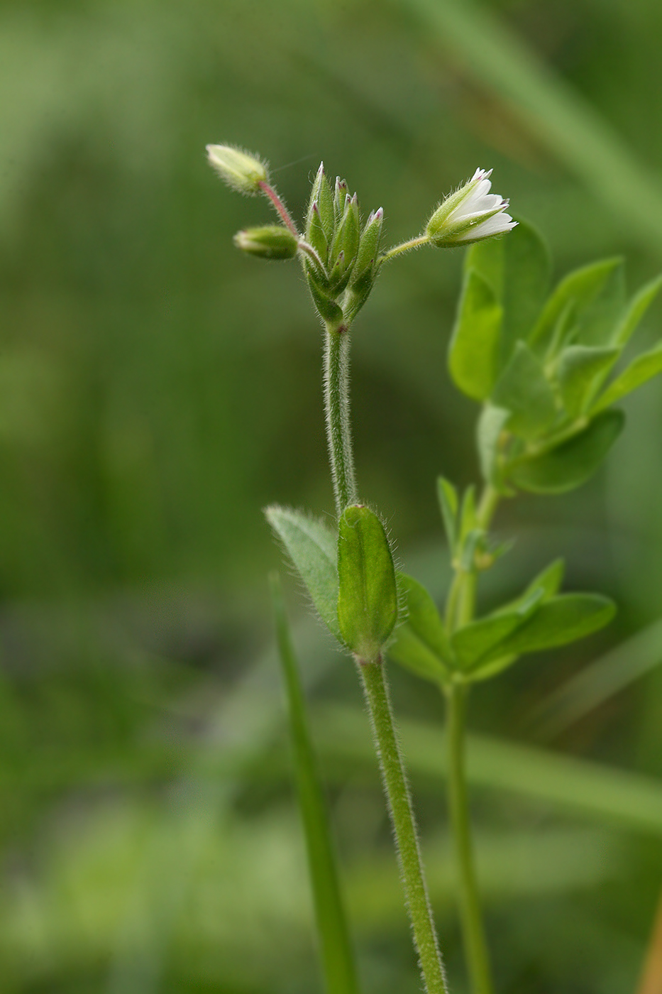 Изображение особи Cerastium holosteoides.