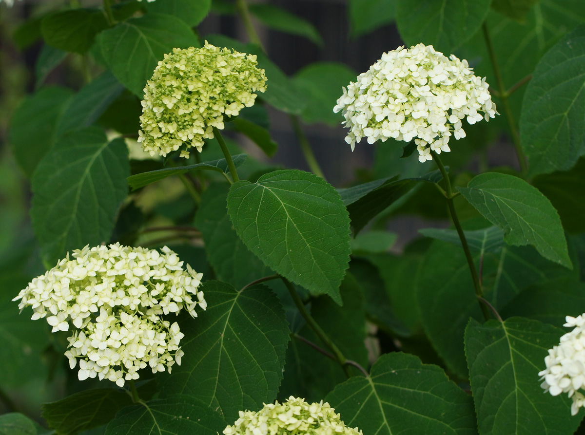 Image of Hydrangea arborescens specimen.