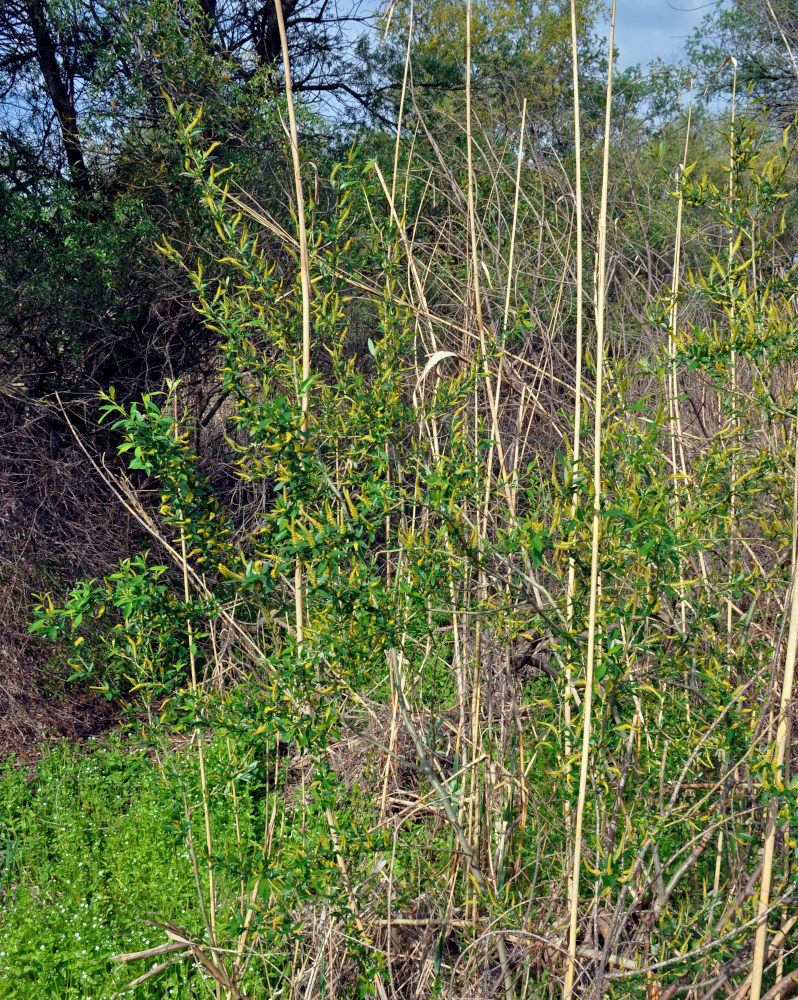 Image of Salix triandra specimen.