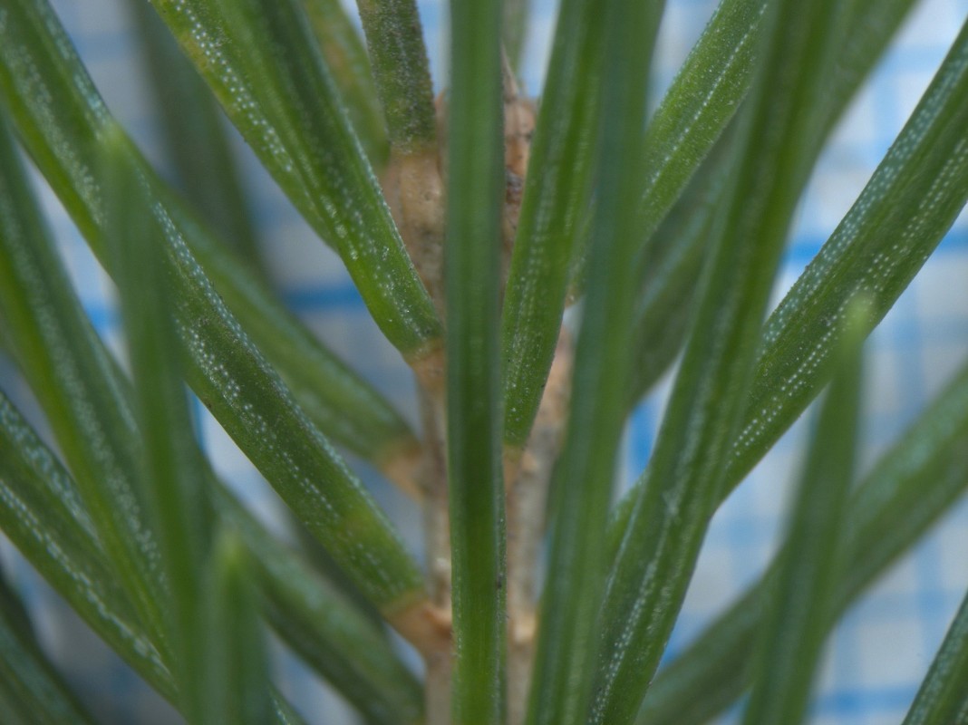 Изображение особи Picea schrenkiana.