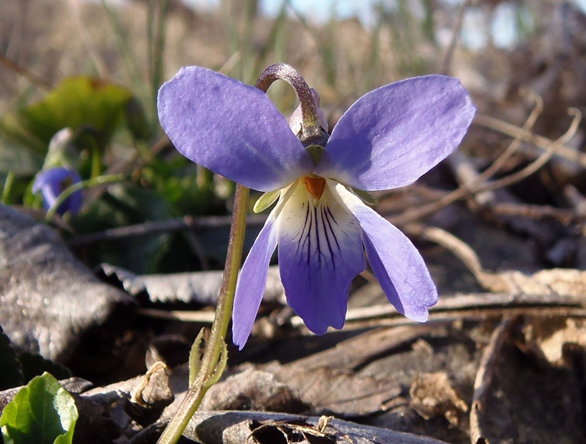 Image of genus Viola specimen.