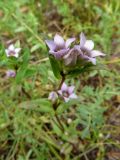 Gentianella turkestanorum. Верхняя часть цветущего растения. Казахстан, Туркестанская обл., Толебийский р-н, территория Сайрам-Угамского национального парка; Угамский хр., долина р. Сайрам-Су, ≈ 1800 м н.у.м., луг. 02.07.2019.