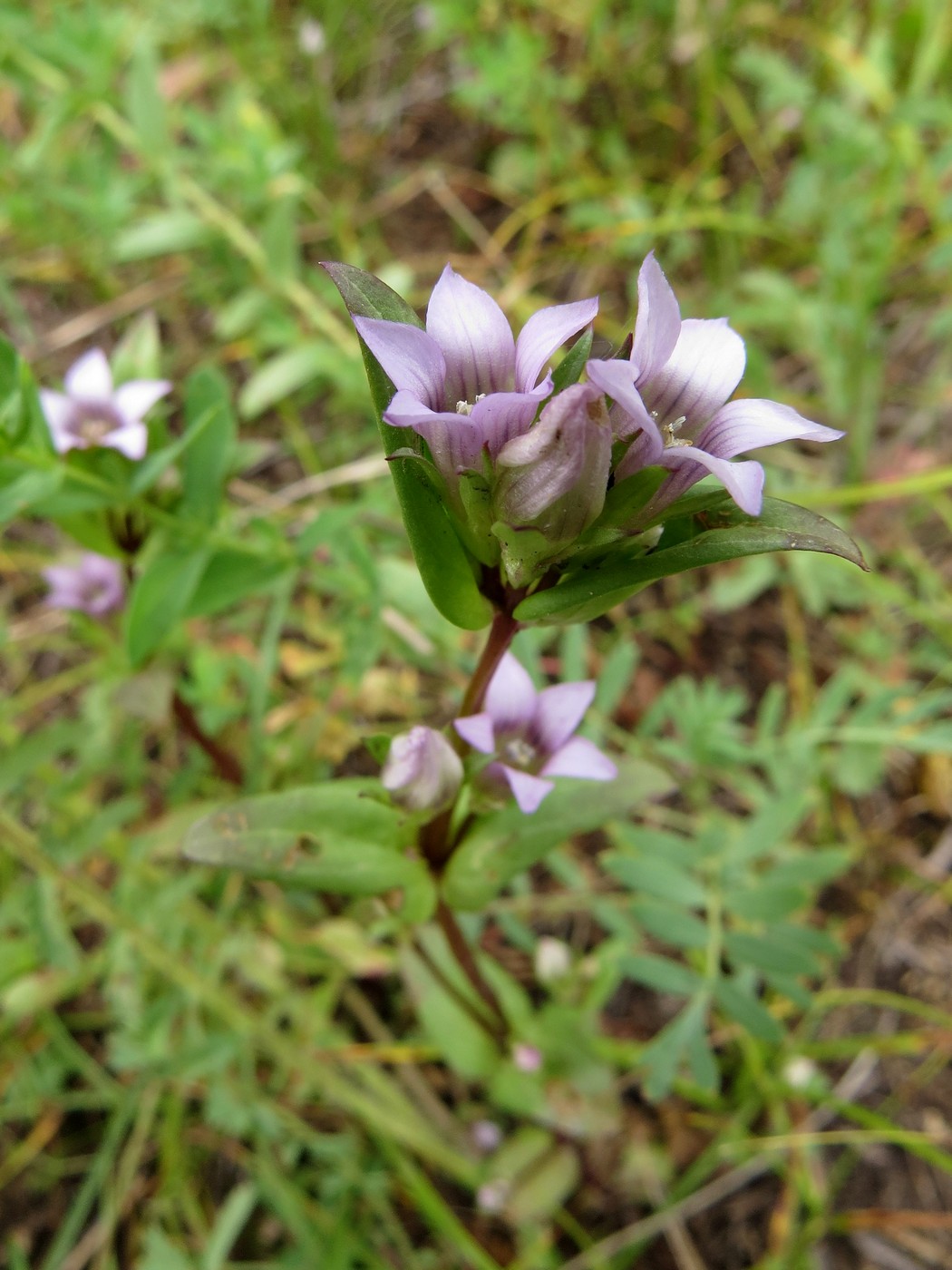 Изображение особи Gentianella turkestanorum.