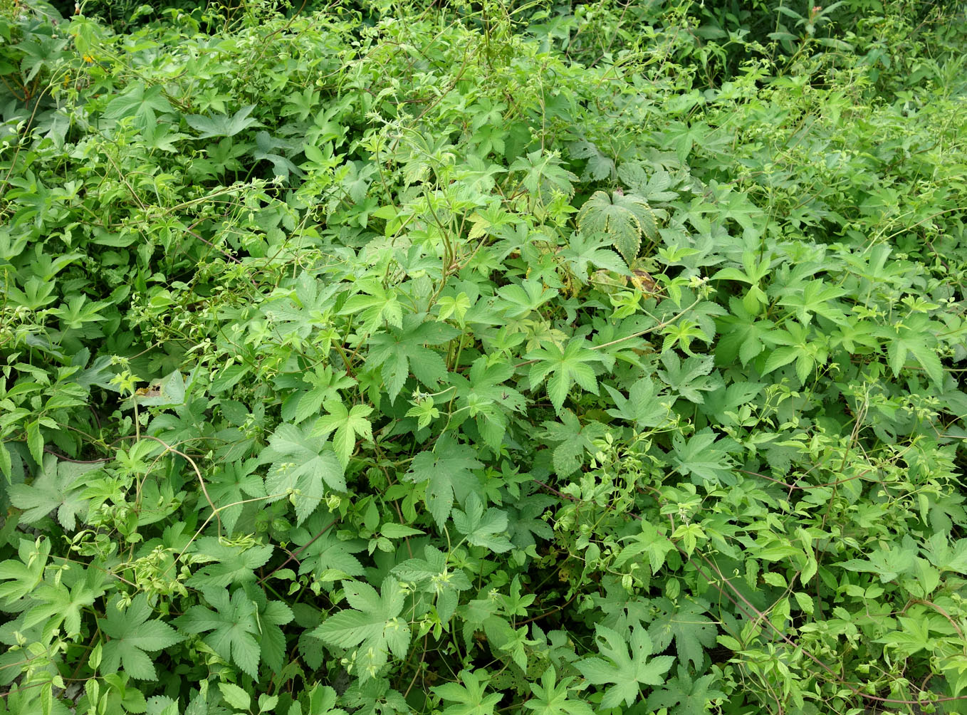 Image of Humulopsis scandens specimen.