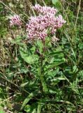 Eupatorium lindleyanum