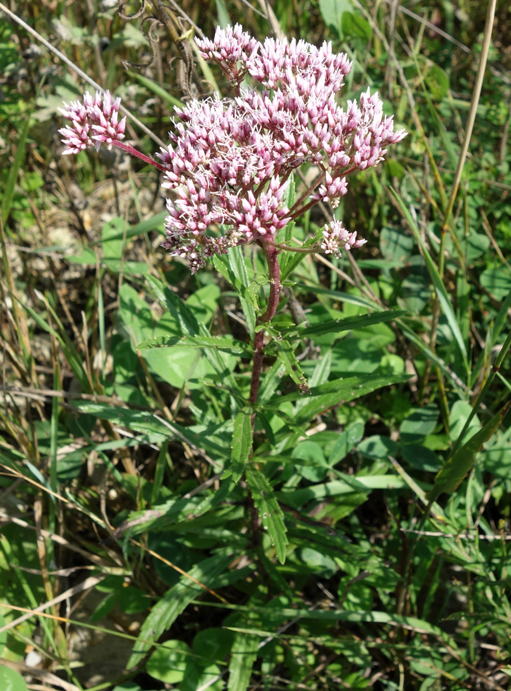 Image of Eupatorium lindleyanum specimen.