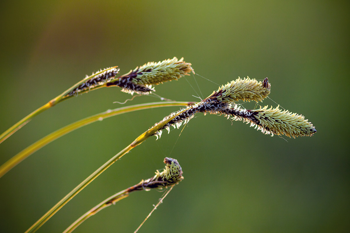 Изображение особи Carex cespitosa.