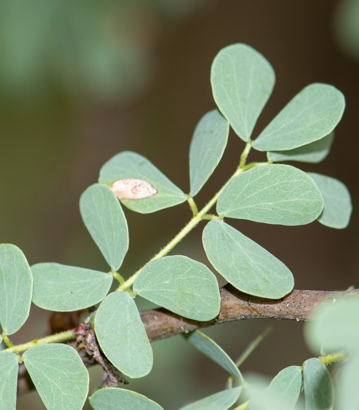 Изображение особи Senegalia mellifera.