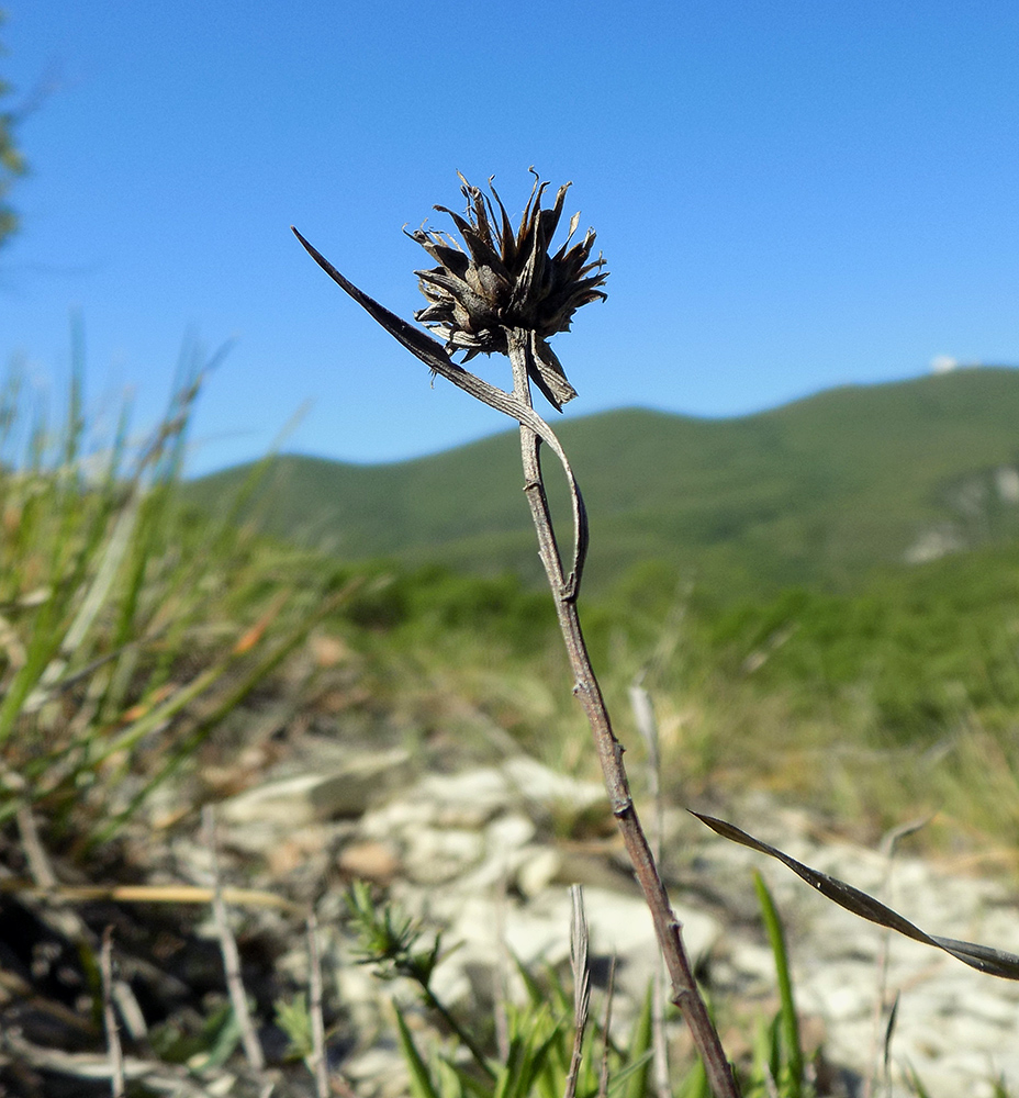 Image of Inula ensifolia specimen.