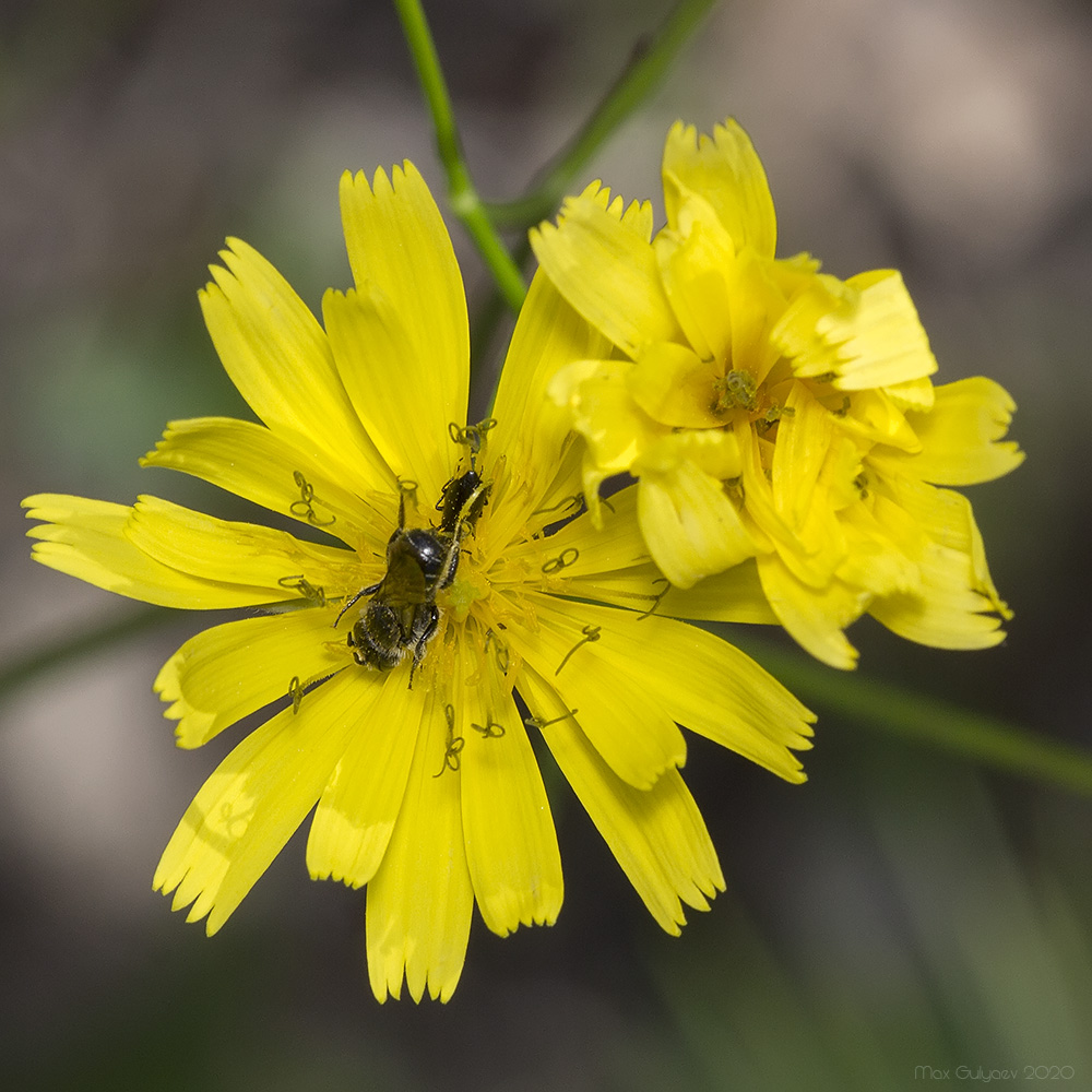 Изображение особи Crepis pulchra.