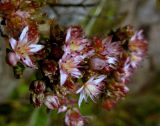 Hylotelephium populifolium