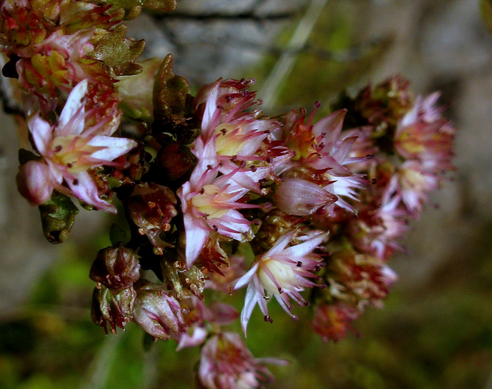Image of Hylotelephium populifolium specimen.