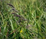 Deschampsia cespitosa