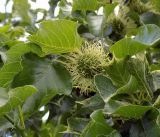 Maclura pomifera