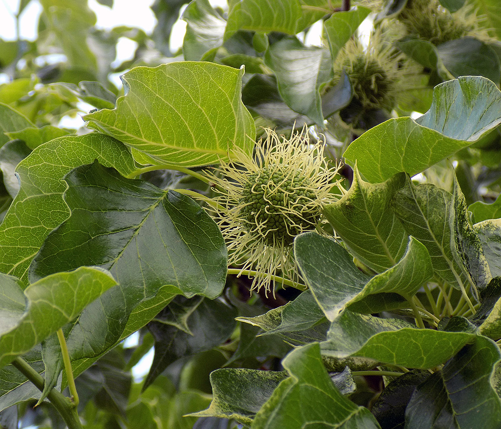 Изображение особи Maclura pomifera.