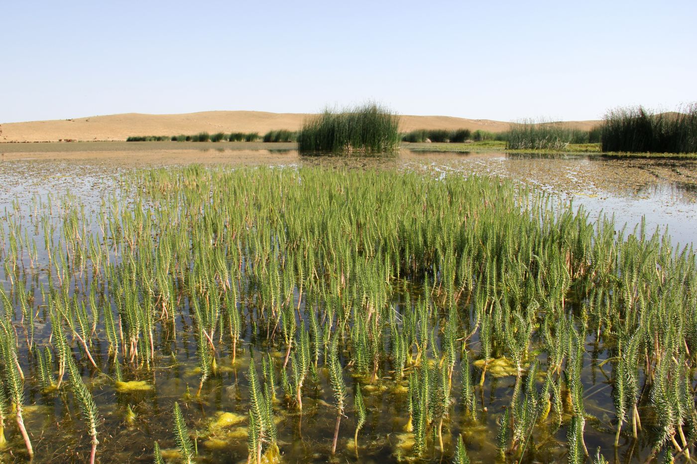 Изображение особи Hippuris vulgaris.